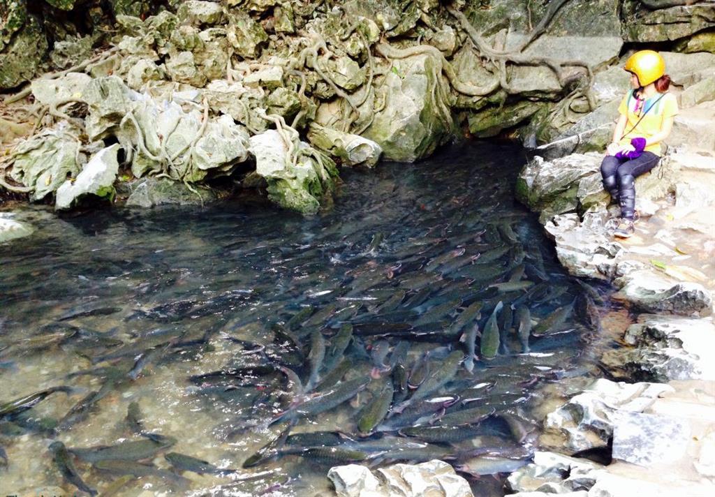 Suối Cá Thần là một trong những điểm đến thu hút nhiều du khách Suối Cá Thần là một trong những điểm đến thu hút nhiều du khách