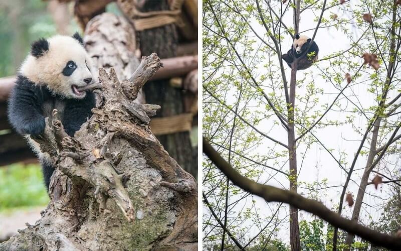 Ngắm gấu trúc là trải nghiệm không thể bỏ qua khi tới Thành Đô