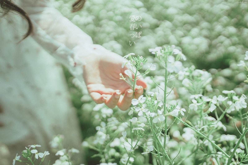 Mùa cải trắng tinh khôi khi Đà Lạt bước vào tháng 12 Mùa cải trắng tinh khôi khi Đà Lạt bước vào tháng 12