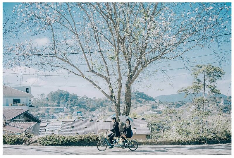 Khung cảnh lãng mạn dưới những tán hoa ban Khung cảnh lãng mạn dưới những tán hoa ban