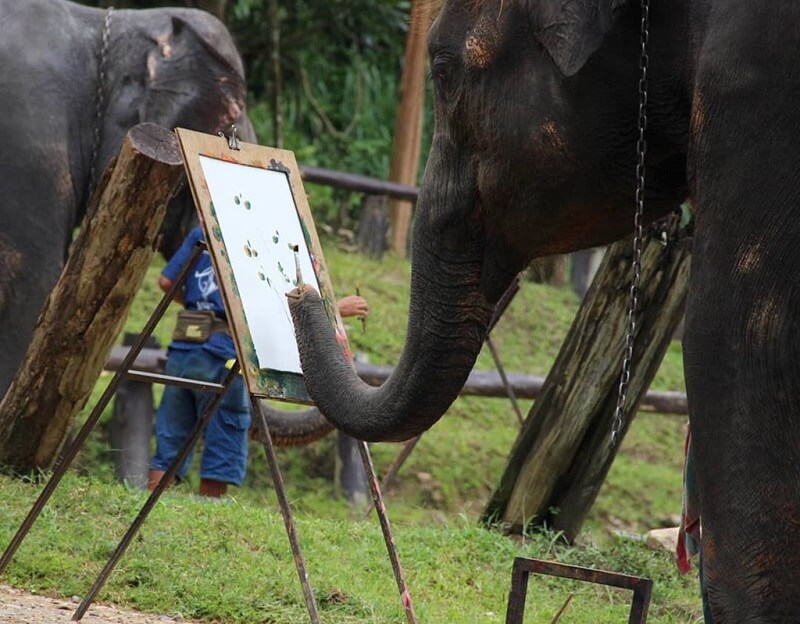 Trại vọi Mae Sa\ Trại vọi Mae Sa